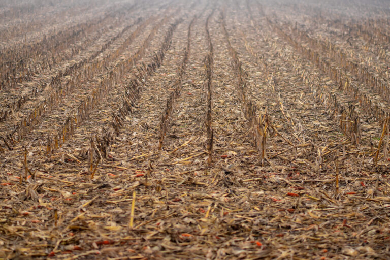 View of harvest residues in a corn field in early spring.