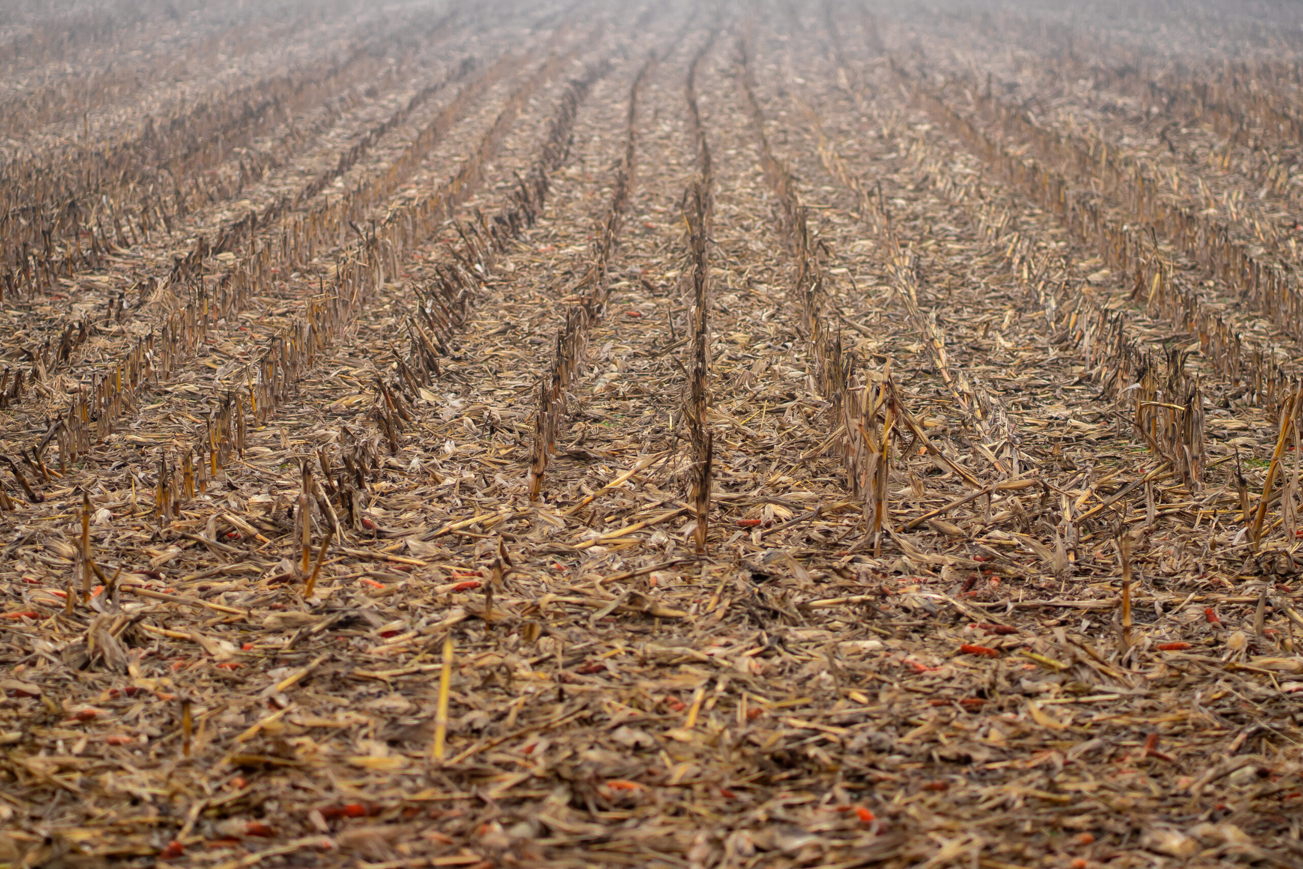 View of harvest residues in a corn field in early spring.