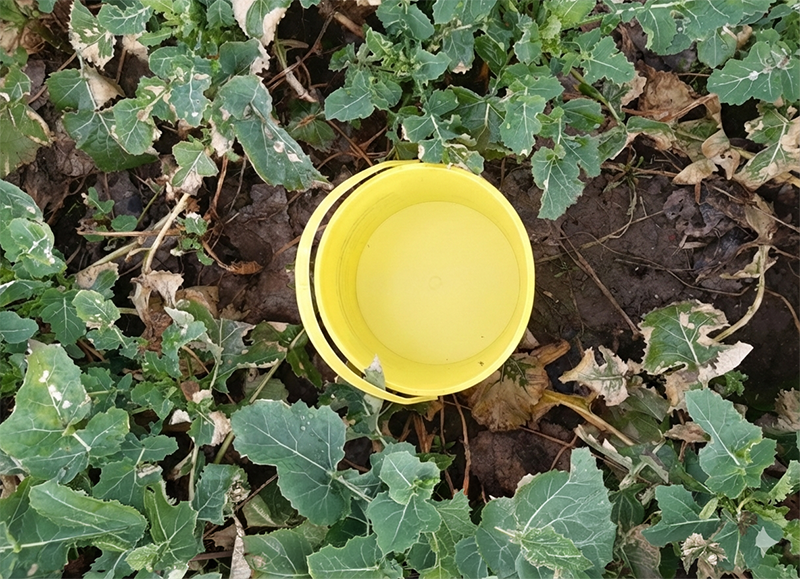 Walka ze szkodnikami